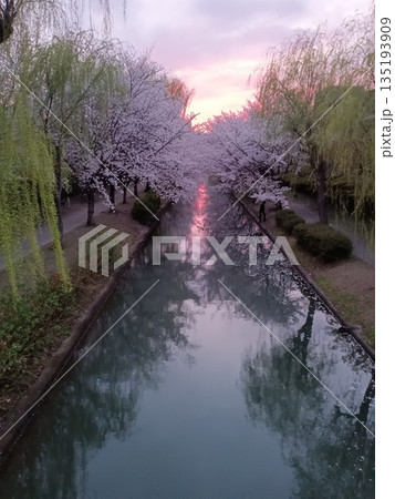 桜の季節の夕暮れ 桜の季節の夕暮れ 135193909