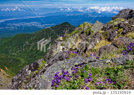 高山植物咲く八ヶ岳連峰・横岳から見る諏訪湖と槍・穂高連峰 高山植物咲く八ヶ岳連峰・横岳から見る諏訪湖と槍・穂高連峰 135193919