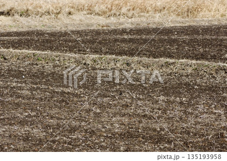 冬の田んぼ 135193958