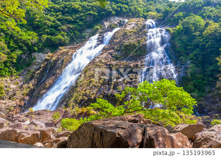 大川の滝　日本の滝百選　国立公園屋久島(春 135193965