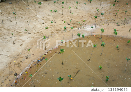 土しかない地面で成長するたくさんの植物たち 135194053