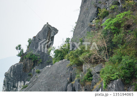 ベトナムの世界遺産の一つであるハロン湾の犬の形をしていると言われている奇岩とそこに生える植物 ベトナムの世界遺産の一つであるハロン湾の犬の形をしていると言われている奇岩とそこに生える植物 135194065