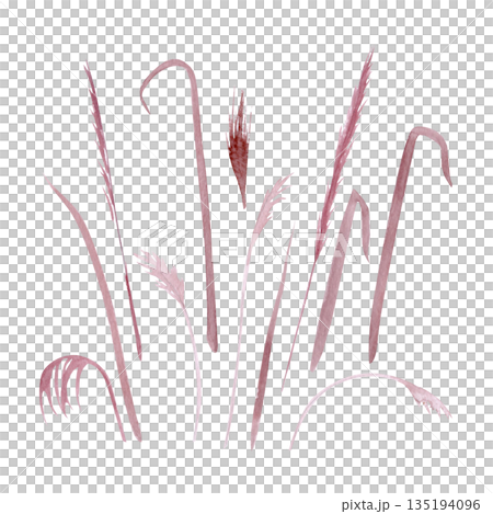 Watercolor sea grass set multiple airy stems, organic shapes isolated on white. Versatile botanical elements for coastal design, wedding stationery, patterns, modern branding. Hand-painted blush tones 135194096