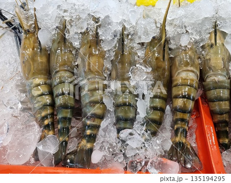 Fresh giant freshwater prawns displayed on crushed ice in a seafood market. Large raw river shrimp with dark stripes arranged vertically for sale. High quality crustacean seafood ingredient. Fresh giant freshwater prawns displayed on crushed ice in a seafood market. Large raw river shrimp with dark stripes arranged vertically for sale. High quality crustacean seafood ingredient. 135194295