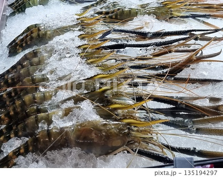 Fresh giant freshwater prawns with long blue claws displayed on crushed ice at a seafood market. High quality raw shellfish for gourmet cooking, restaurant industry and seafood menu photography. 135194297