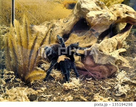Large black tarantula spider in a naturalistic terrarium habitat with driftwood, dried plants, and moss. Close-up view of the hairy arachnid pet in its indoor enclosure environment. Large black tarantula spider in a naturalistic terrarium habitat with driftwood, dried plants, and moss. Close-up view of the hairy arachnid pet in its indoor enclosure environment. 135194298