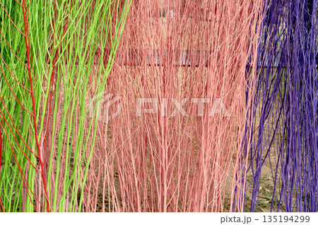 Vibrant close-up of decorative dried branches painted in bright green, red, pink, and purple colors. Artistic vertical natural texture and colorful background for creative design projects. 135194299