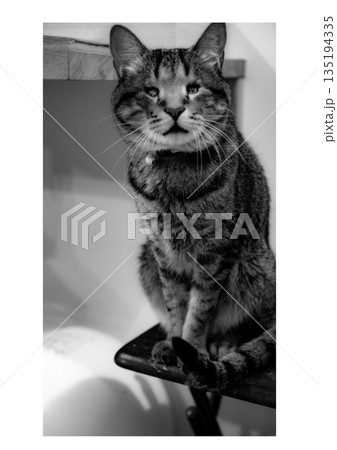 モノクロでこちらを見てる盲目のねこ モノクロでこちらを見てる盲目のねこ 135194335