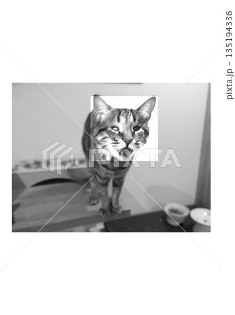 ご飯の前でご飯をねだるねこ 135194336