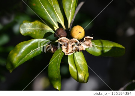 トベラ・花と果実 トベラ・花と果実 135194384