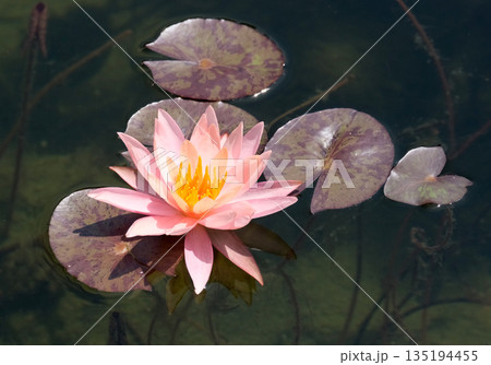 Blooming nymphea closeup (Lat. - nymphaea) Blooming nymphea closeup (Lat. - nymphaea) 135194455