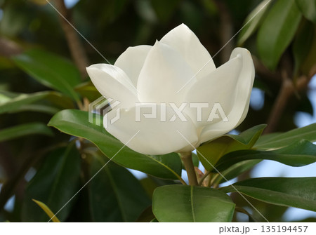 Magnolia grandiflora (lat. Magnolia grandiflora) 135194457