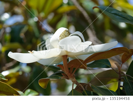 Magnolia grandiflora (lat. Magnolia grandiflora) 135194458