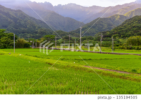 永田岳と田んぼ　神が宿る島屋久島(春 135194505