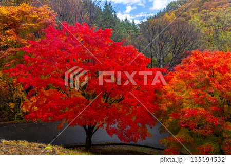 長野県上伊那郡箕輪町東箕輪　紅葉の名所もみじ湖（箕輪ダム）「もみじのトンネル」終端の鮮やかな赤 135194532