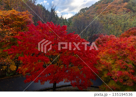長野県上伊那郡箕輪町東箕輪　紅葉の名所もみじ湖（箕輪ダム）「もみじのトンネル」終端の鮮やかな赤 135194536