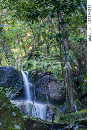 豪雨後の滝　世界自然遺産屋久島(春 135194558