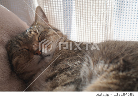 眠るキジトラ 135194599