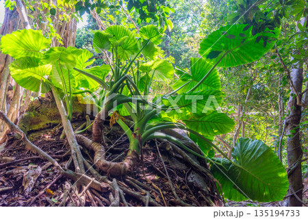 クワズイモの森　世界自然遺産屋久島(春 135194733
