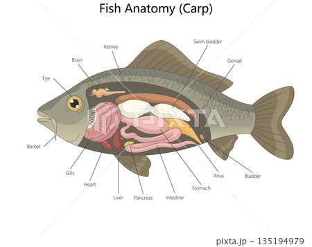 Internal Anatomy of a Carp Fish Illustrated Internal Anatomy of a Carp Fish Illustrated 135194979