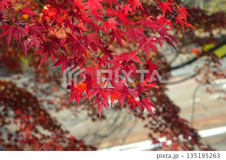 赤い紅葉のクローズアップと背景 赤い紅葉のクローズアップと背景 135195263