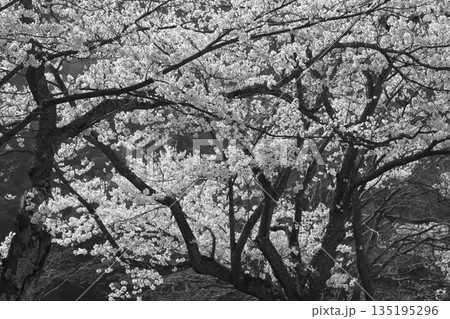 満開になった桜 135195296
