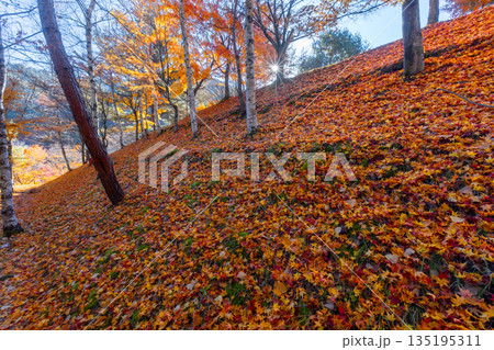 長野県上伊那郡箕輪町東箕輪 紅葉の名所もみじ湖(箕輪ダム)の末広広場斜面のモミジと散り紅葉 長野県上伊那郡箕輪町東箕輪 紅葉の名所もみじ湖(箕輪ダム)の末広広場斜面のモミジと散り紅葉 135195311