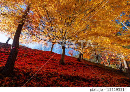 長野県上伊那郡箕輪町東箕輪　紅葉の名所もみじ湖（箕輪ダム）の末広広場斜面のモミジと散り紅葉 135195314