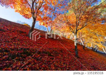 長野県上伊那郡箕輪町東箕輪　紅葉の名所もみじ湖（箕輪ダム）の末広広場斜面のモミジと散り紅葉 135195316