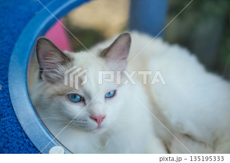 Cute, 6 months old Ragdoll cat in clear bowl on cat tree 135195333