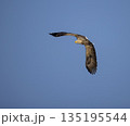 青空バックに悠然と飛ぶオジロワシ 135195544