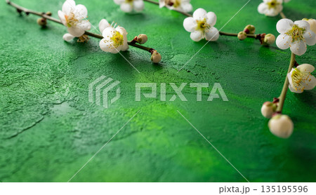 梅　背景素材　テクスチャー　白　コピースペース 135195596