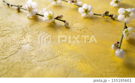 梅　背景素材　テクスチャー　白　コピースペース 135195601
