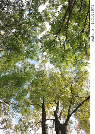 自然 植物 ケヤキ、十月の終わり頃。少し色付き始めたケヤキの林 自然 植物 ケヤキ、十月の終わり頃。少し色付き始めたケヤキの林 135195973