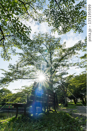 【鶴岡公園】夏の新緑と木漏れ日_ベンチ 【鶴岡公園】夏の新緑と木漏れ日_ベンチ 135195999