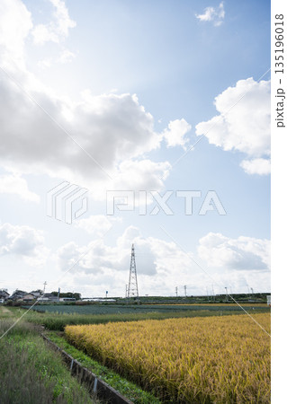 田んぼに立つ鉄塔と空_夏の入道雲 田んぼに立つ鉄塔と空_夏の入道雲 135196018