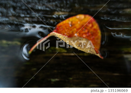 【紅葉】雨上がりの落葉_水滴 【紅葉】雨上がりの落葉_水滴 135196069