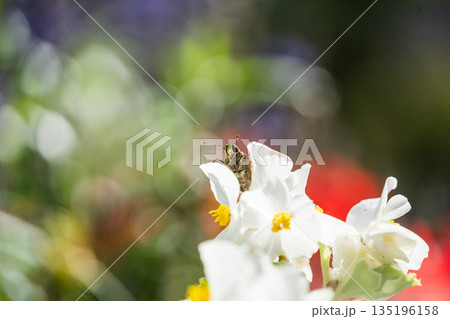 【花と虫】花に止まる蝶 135196158
