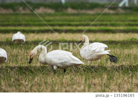 【白鳥】庄内の冬_田んぼで落穂を食べる白鳥 135196165