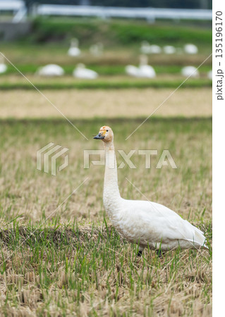 【白鳥】庄内の冬_田んぼで落穂を食べる白鳥 135196170