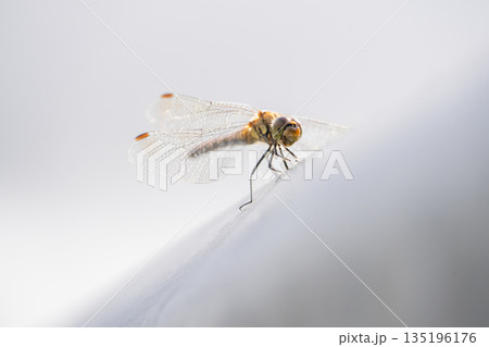 ガードレールとトンボ 135196176