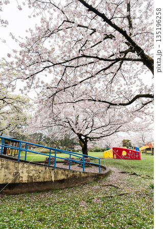 【庄内の桜】庄内町_八幡公園の桜と遊具（余目） 135196258