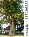 加子母の大杉 135196386