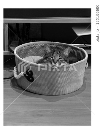 籠の中から外を見つめる猫 135196600