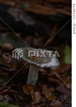 Close-Up of Wild Mushroom with Dew in Forest Underbrush Close-Up of Wild Mushroom with Dew in Forest Underbrush 135196758