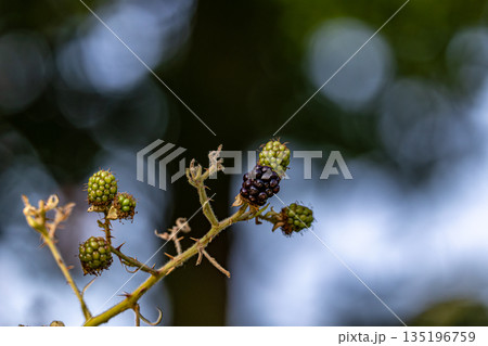 Close-Up of Ripening Blackberries on Thorny Branch with Bokeh Background Close-Up of Ripening Blackberries on Thorny Branch with Bokeh Background 135196759