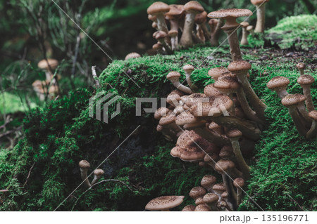 Speckled wild mushrooms rise from moss carpet on decaying forest log closeup Speckled wild mushrooms rise from moss carpet on decaying forest log closeup 135196771