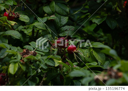 Vibrant Red Rose Hips Amidst Lush Green Foliage in Natural Garden Vibrant Red Rose Hips Amidst Lush Green Foliage in Natural Garden 135196774