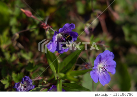Bumblebee Pollinating Purple Wildflower in Sunlit Garden Close-Up Macro 135196780