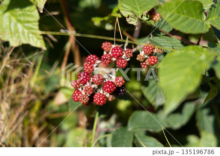 Wild Blackberries Ripening on Vine in Sunlit Forest Clearing Wild Blackberries Ripening on Vine in Sunlit Forest Clearing 135196786